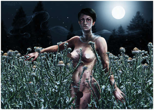 vergrößern Distelnacht