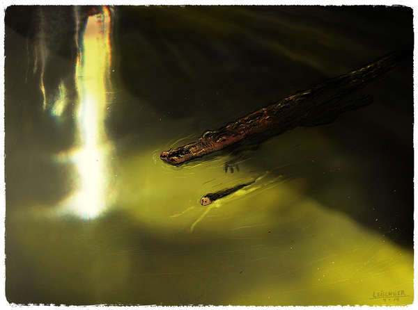 vergrößern Das Krokodil und das Mädchen